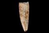 Fossil Phytosaur Tooth - New Mexico #133321-1